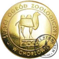 8 jorgów - Ślaski Ogród Zoologiczny w Chorzowie (golden nordic)
