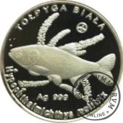 100 złotych rybek (Ag) - XIX emisja / TOŁPYGA BIAŁA