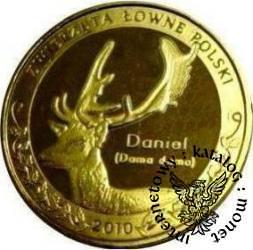 1 nemrod - Daniel (golden nordic)