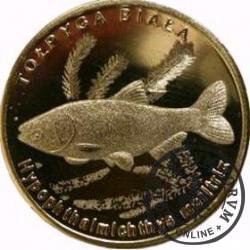 10 złotych rybek (mosiądz) - XIX emisja / TOŁPYGA BIAŁA