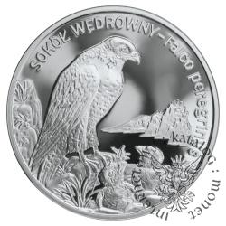 20 złotych - sokół wędrowny