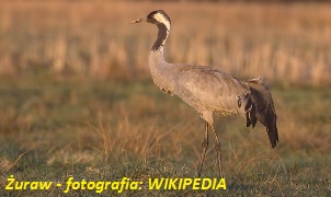 suwalki_3