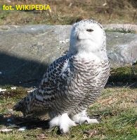 dwumiasto_41