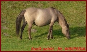 roztocze_7