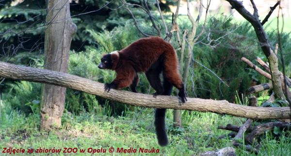lemur_3