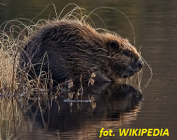 suwalszczyzna_14