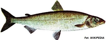 suwalszczyzna_16