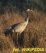suwalszczyzna_26