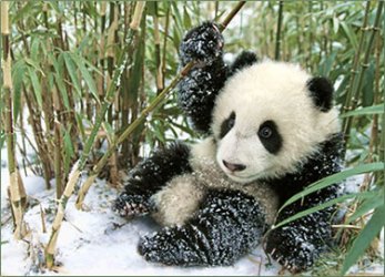 panda_4